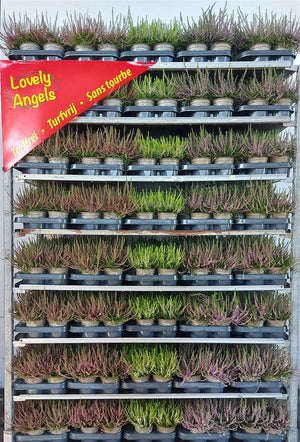 Mixed Calluna Heather – 10.5cm Pot