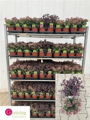 Pink Sedum 'Rose Charm' – 15cm Pot