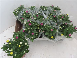 Mixed Chrysanthemum Houseplant – 12cm Pot