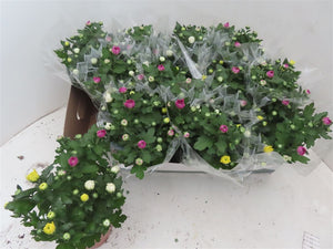 Mixed Chrysanthemum Houseplant – 12cm Pot