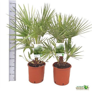 Mediterranean Fan Palm (Chamaerops humilis) – 24cm Pot