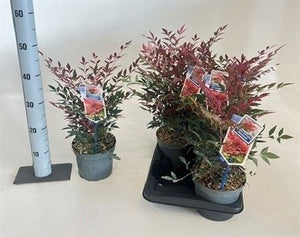 Nandina ‘Obsessed’ – 17cm Pot, 50cm High