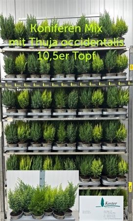 Mixed Conifers – 10.5cm Pot, Approx. 29cm High