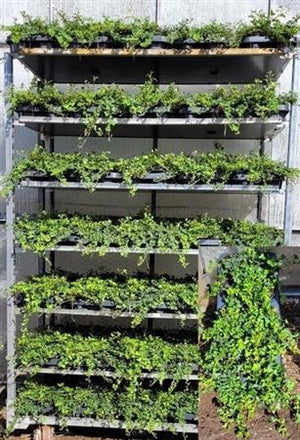 English Ivy (Hedera) – 10cm Pot