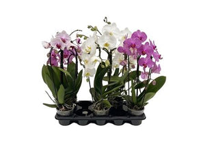 Mixed Phalaenopsis Orchid – 2 Stem, 12cm Pot