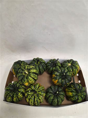 Mixed Ornamental Cucumber Plant