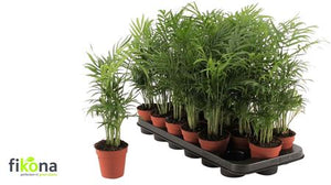 Parlour Palm (Chamaedorea elegans) – 9cm Pot, 50cm High