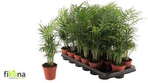Parlour Palm (Chamaedorea elegans) – 9cm Pot, 50cm High