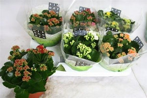 Mixed Kalanchoe Double Flowering Houseplant – 15cm Pot