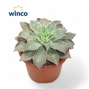 Echeveria 'Madiba' Succulent – 17cm Pot