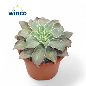 Echeveria 'Madiba' Succulent – 17cm Pot