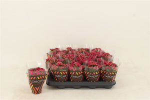 Pink Double Kalanchoe – 8cm Pot