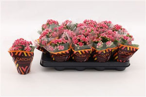 Mini Double-Flowered Kalanchoe – 8cm Pot