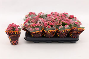 Mini Double-Flowered Kalanchoe – 8cm Pot