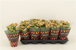 Orange Double Kalanchoe – 10.5cm Pot