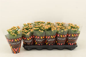 Orange Double Kalanchoe – 10.5cm Pot