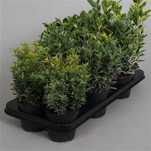 Euonymus Mix – 10.5cm Pot