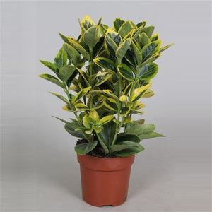 Golden Euonymus (Euonymus japonicus 'Aureomarginatus') – 10.5cm Pot