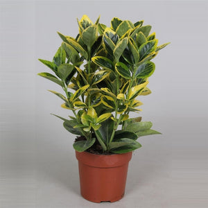 Golden Euonymus (Euonymus japonicus 'Aureomarginatus') – 10.5cm Pot