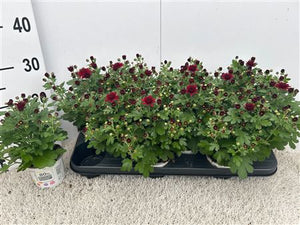 Red Chrysanthemum (Indicum Group) – 10.5cm Pot