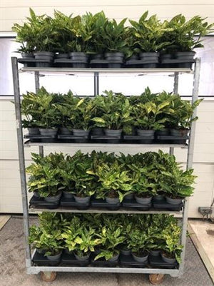Aucuba Japonica Japanese Laurel – 14cm Pot