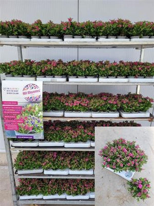 Hebe ‘All Blooms Mini Rosa Rosa’ – 7cm Pot