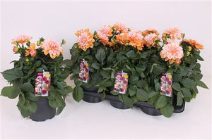 Dahlia ‘Fun Caramel’ – 17cm Pot, 40cm High