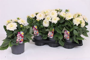 White Dahlia – 17cm Pot, Approx. 40cm High