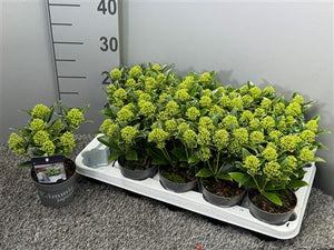 Japanese Skimmia 'White Dwarf' – 10.5cm Pot