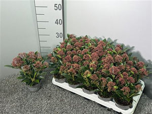 Skimmia japonica 'Antwerp' – 10.5cm Pot