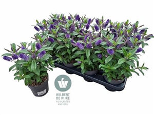 Hebe ‘Taupo’ – 12cm Pot, Approx. 30cm High