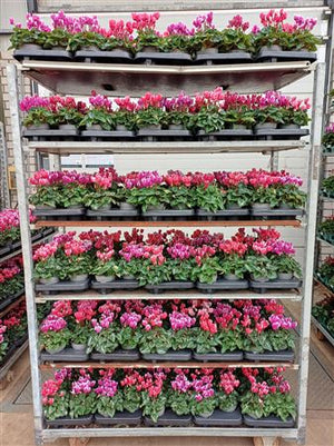Cyclamen persicum ‘Metis Fantasia’ – 10.5cm Pot