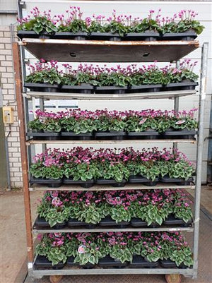 Pink Cyclamen persicum – 12cm Pot