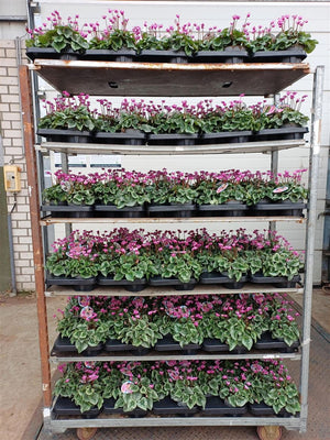 Pink Cyclamen persicum – 12cm Pot