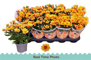 Chrysanthemum 'Mount Aubisque Amber' – 12cm Pot