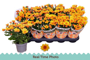 Chrysanthemum 'Mount Aubisque Amber' – 12cm Pot