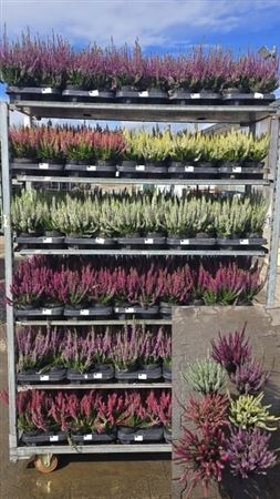 White Heather (Calluna vulgaris) – 12cm Pot