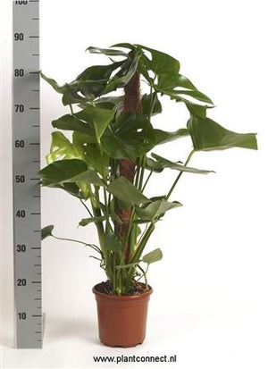 Swiss Cheese Plant (Monstera deliciosa) – 19cm Pot