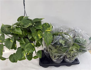 Trailing Epipremnum Houseplant – 17cm Pot
