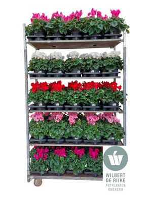 Large-Flowered Cyclamen persicum – 17cm Pot