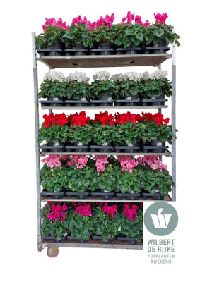 Large-Flowered Cyclamen persicum – 17cm Pot