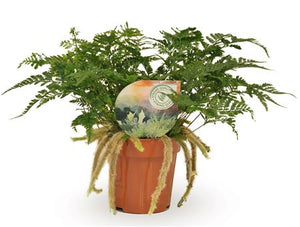 Rabbit’s Foot Fern (Humata tyermannii) – 12cm Pot