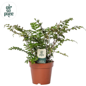 Didymochlaena Truncatula Fern – 12cm Pot