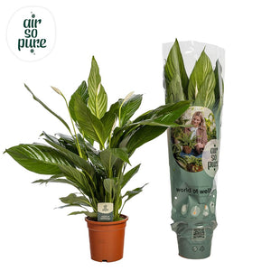 Peace Lily ‘Sweet Lauretta’ (Spathiphyllum) – 19cm Pot