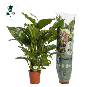 White Peace Lily ‘Sweet Lauretta’ – 24cm Pot