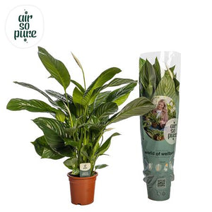 Peace Lily ‘Isabella’ (Spathiphyllum) – 19cm Pot