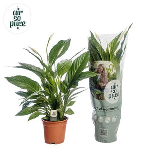 Peace Lily (Spathiphyllum) ‘Vivaldi’ – 17cm Pot