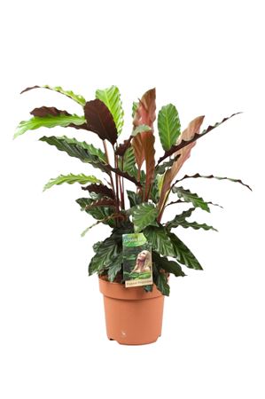 Calathea Rufibarba Prayer Plant – 17cm Pot
