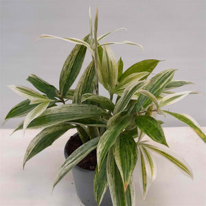 Dracaena Godseffiana ‘Silver’ – 12cm Pot