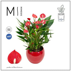 Red Anthurium ‘Million Flowers’ – 12cm Pot